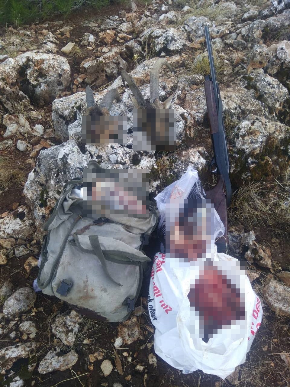 keçi2.jpg